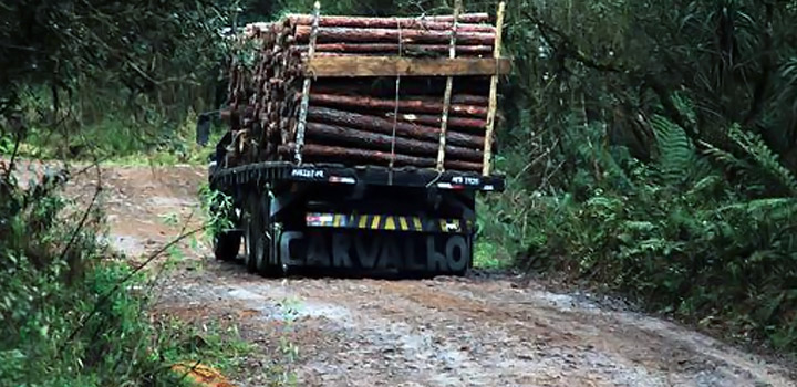 Paraná vai melhorar estradas para escoamento de madeira