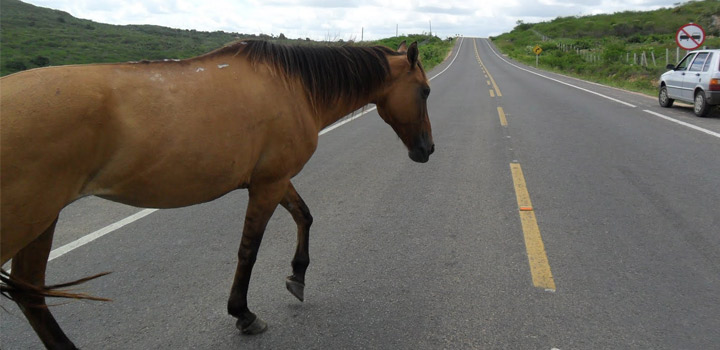 Polícia Rodoviária Federal apreende mais 700 animais nas estradas do PI