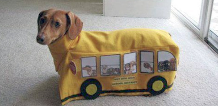 Cachorro viajando de ônibus