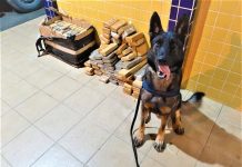 Cão farejador localiza mais de 100 Kg de maconha em ônibus na BR-116, na BA