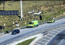‘Censo de animais’ quer conscientizar proprietários às margens das rodovias paulistas