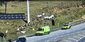 Animal na pista exige reação rápida, mas movimento brusco pode provocar acidente