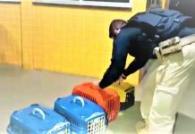 PRF da Bahia resgata 14 filhotes de cães em situação de maus-tratos