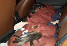 PRF resgata na BR-146, em Muzambinho (MG), galos que seriam usados em rinhas