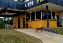 PRF de Goiás acolhe animal na base da BR-060
