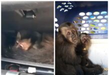 Polícia Rodoviária de SP apreende macacos-prego dentro de porta-luvas na SP-310