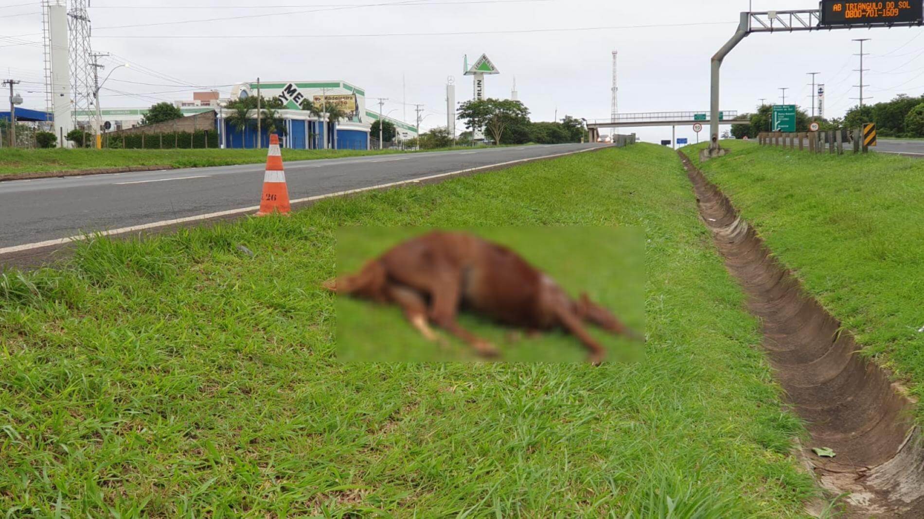 Motorista de aplicativo fica ferido após atropelar e matar cavalo na  BR-277, na Grande Curitiba