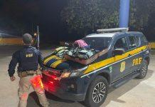 Adolescente é flagrada com quase 70 mil comprimidos de ecstasy na BR-116, na Bahia