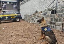 Caminhoneiro é preso na BR-060 com carga de cocaína avaliada em R$ 354 milhões; maior da história da PRF