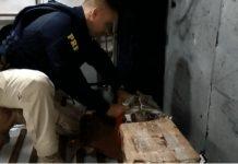 VÍDEO: Além de passageiros, ônibus transportava R$9 milhões em droga, na GO-060