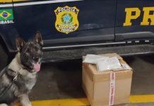 Colete salva-vidas recheado com cocaína é descoberto por cão farejador na BR-101, em SC