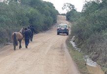 Intensificada a fiscalização para recolhimento de animais soltos nas rodovias gaúchas