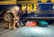 Passageiro de ônibus é flagrado com maconha e ecstasy na Via Dutra, em SP