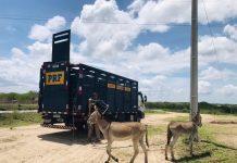 PRF da Paraíba já recolheu quase 1.250 animais soltos às margens das BRs