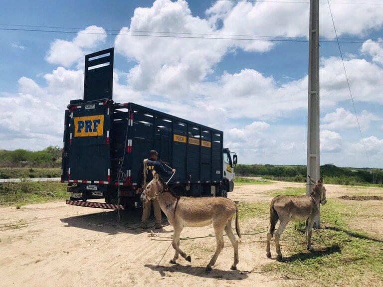 PRF_PB_Animais_Soltos