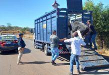 Em apenas três dias, 49 animais soltos em rodovias federais piauienses são recolhidos