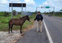 Nova ação da PRF do Piauí resgata 12 animais soltos nas rodovias federais do Estado