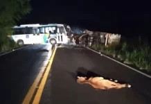 Motorista de ônibus morre após bater de frente com caminhão na BA-522