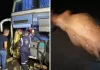 Ônibus "recheado" de multas atropela e mata touro na BR-287, no RS