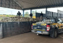 Polícia prende caminhoneiro com grande quantidade de maconha na BR-153/PR