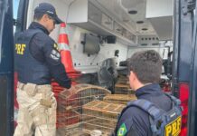 PRF do Rio Grande do Norte resgata 57 aves silvestres na Semana do Meio Ambiente