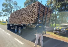 Caminhão é flagrado na BR-369/PR transportando toras de madeira sem amarração Caminhão é flagrado na BR-369/PR transportando toras de madeira sem amarração