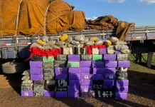 Caminhão é flagrado transportando mangueiras e 1,5 tonelada de maconha Caminhão é flagrado transportando mangueiras e 1,5 tonelada de maconha