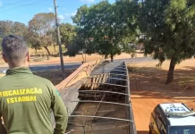 VÍDEO: Carreta com 20 toneladas de madeira irregular do PA é apreendida em GO VÍDEO: Carreta com 20 toneladas de madeira irregular do PA é apreendida em GO