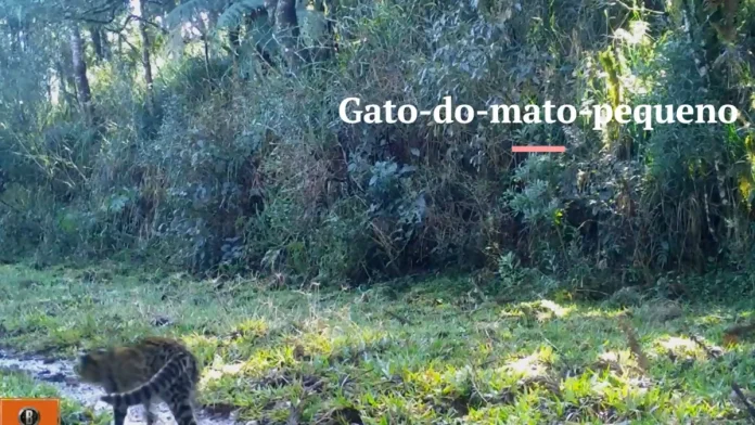 VÍDEO: DNIT registra fauna prioritária para conservação nas obras da BR-285/RS VÍDEO: DNIT registra fauna prioritária para conservação nas obras da BR-285/RS