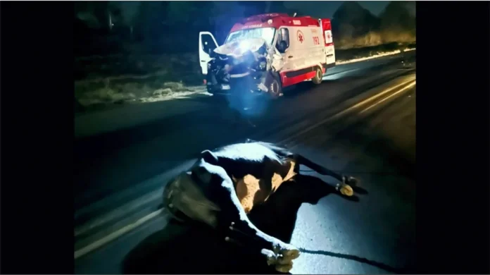 Ambulância com gestante atropela e mata bovino na BR-262, em Bom Despacho (MG) Ambulância com gestante atropela e mata bovino na BR-262, em Bom Despacho (MG)