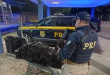 Mulheres são presas na Via Dutra, em SP, pelo transporte de 335 kg de maconha Mulheres são presas na Via Dutra, em SP, pelo transporte de 335 kg de maconha
