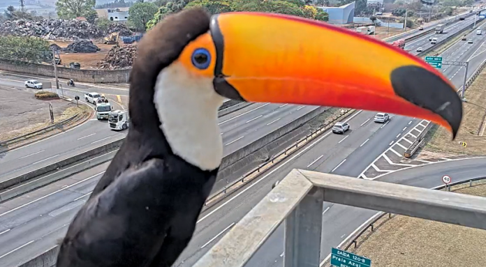 Câmera de monitoramento da Via Anhanguera registra a visita de tucano-boi Câmera de monitoramento da Via Anhanguera registra a visita de tucano-boi