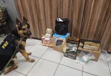 Cães-farejadores descobrem drogas que seriam enviadas pelos Correios Cães-farejadores descobrem drogas que seriam enviadas pelos Correios