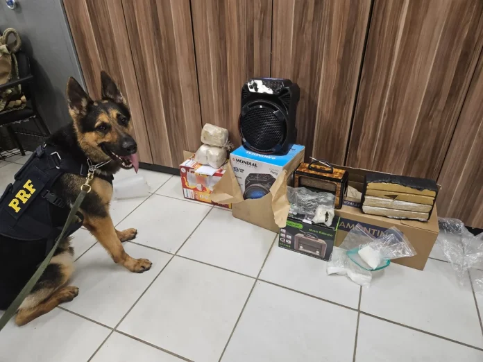 Cães-farejadores descobrem drogas que seriam enviadas pelos Correios Cães-farejadores descobrem drogas que seriam enviadas pelos Correios