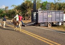 Piauí enfrenta desafio de sinistros de trânsito com animais em rodovias federais Piauí enfrenta desafio de sinistros de trânsito com animais em rodovias federais