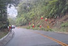 RJ-116 recebe serviços de poda de árvores na região de Nova Friburgo (RJ) RJ-116 recebe serviços de poda de árvores na região de Nova Friburgo (RJ)