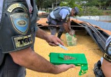 Carreta bitrem com carga de milho é flagrada na SP-425 com 2,2 toneladas de maconha Carreta bitrem com carga de milho é flagrada na SP-425 com 2,2 toneladas de maconha