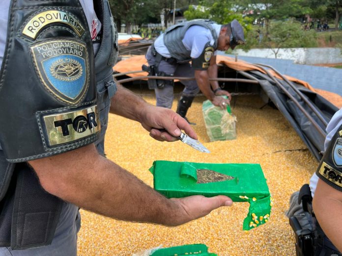 Carreta bitrem com carga de milho é flagrada na SP-425 com 2,2 toneladas de maconha Carreta bitrem com carga de milho é flagrada na SP-425 com 2,2 toneladas de maconha