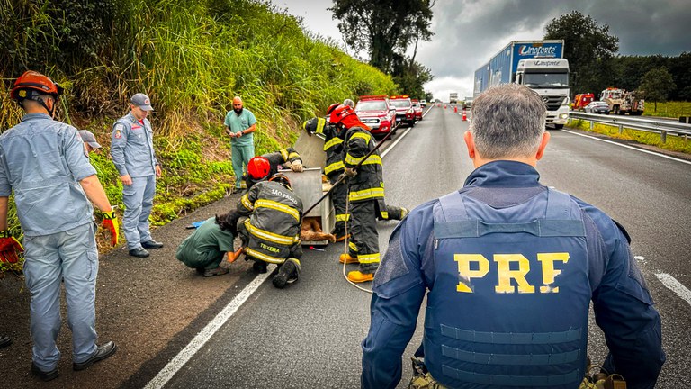 Onça parda ferida é resgatada na rodovia BR-153/SP, em Rio Preto