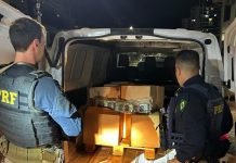 Em noite de apreensões de drogas, pitbull morde bandido e ajuda a polícia, em SC Em noite de apreensões de drogas, pitbull morde bandido e ajuda a polícia, em SC