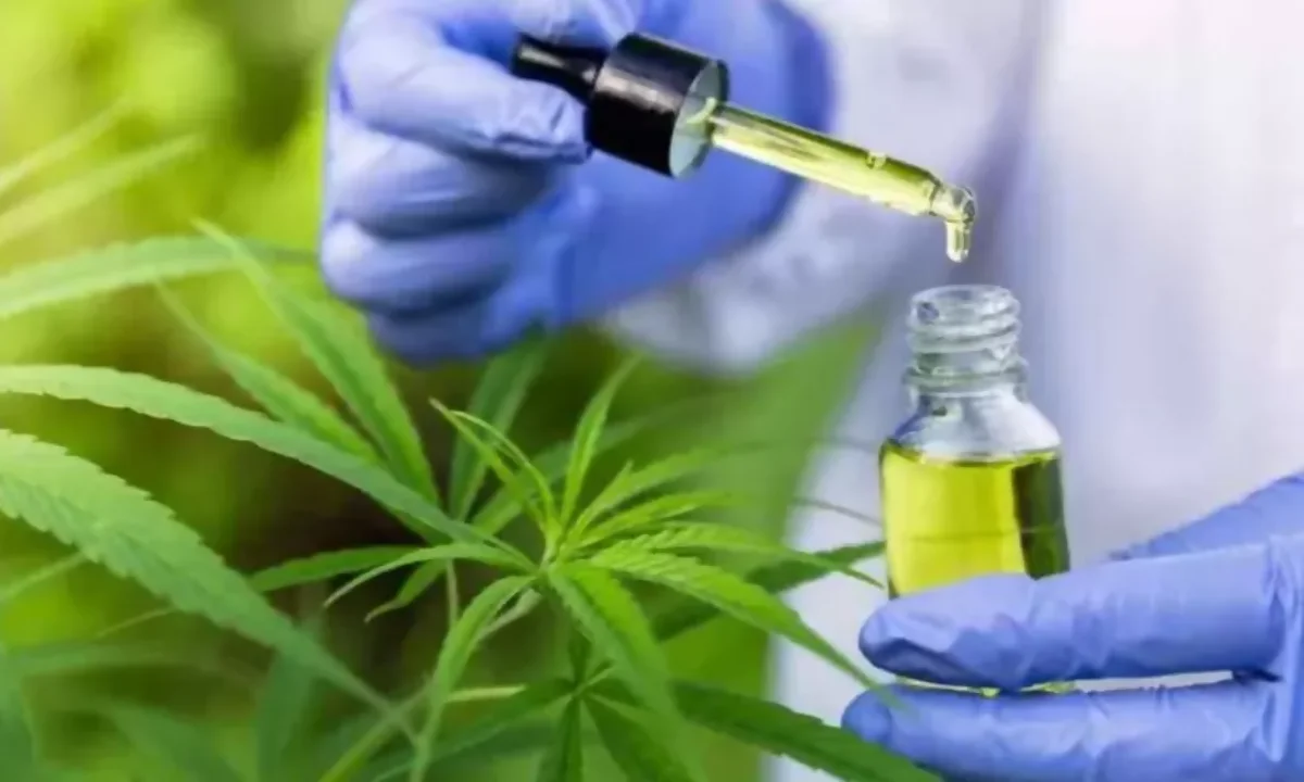 “Medicamento à base de cannabis” – como é detectado no exame toxicológico?