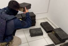 Dois homens são presos na BR-376/PR por transporte ilegal de aves silvestres Dois homens são presos na BR-376/PR por transporte ilegal de aves silvestres