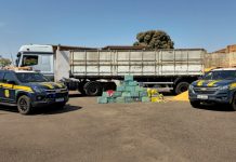 Caminhoneiro é preso na BR-262/MS, em Três Lagoas, com 453 kg de drogas escondidas em carga de milho Caminhoneiro é preso na BR-262/MS, em Três Lagoas, com 453 kg de drogas escondidas em carga de milho