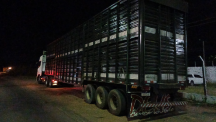 Caminhoneiro embriagado é preso transportando gado na BR-010/MA