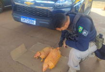 Caminhoneiro é detido na BR-222/MA, em Açailândia, por crime ambiental Caminhoneiro é detido na BR-222/MA, em Açailândia, por crime ambiental