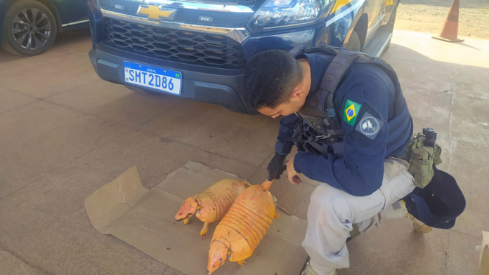 Caminhoneiro é detido na BR-222/MA, em Açailândia, por crime ambiental Caminhoneiro é detido na BR-222/MA, em Açailândia, por crime ambiental