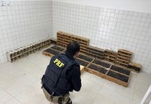 PRF resgata na BR-423/PE mais de 900 animais silvestres, em Garanhuns PRF resgata na BR-423/PE mais de 900 animais silvestres, em Garanhuns