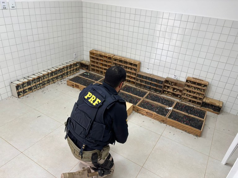 PRF resgata mais de 900 animais silvestres em Garanhuns(PE)