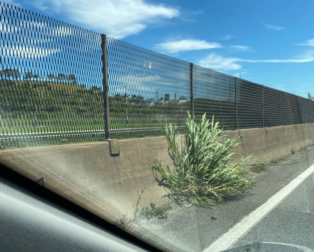 CCR RioSP está mais preocupada em cobrar pedágio do que cortar o mato na Via Dutra
