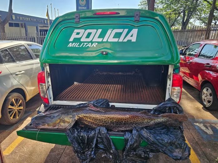 Pescador é flagrado na MS-156 com pintado de 21 kg, e recebe multa de R$33 mil Pescador é flagrado na MS-156 com pintado de 21 kg, e recebe multa de R$33 mil